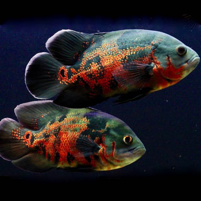 Astronotus ocellatus   Pauwoog tyger 6-8